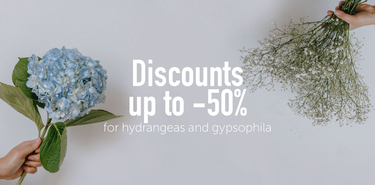 Discounts up to -50% for hydrangeas and gypsophila