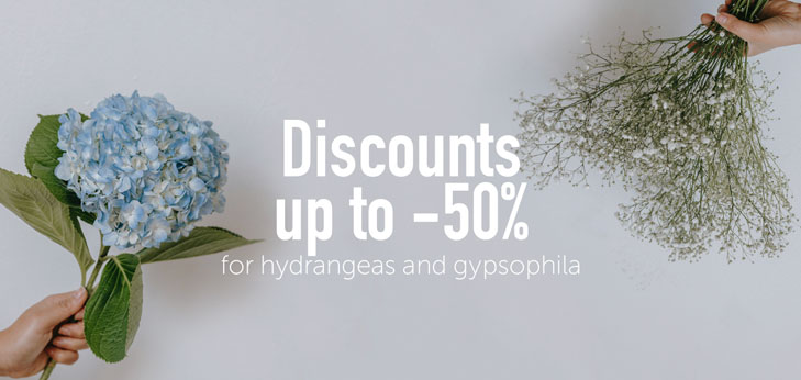 Discounts up to -50% for hydrangeas and gypsophila