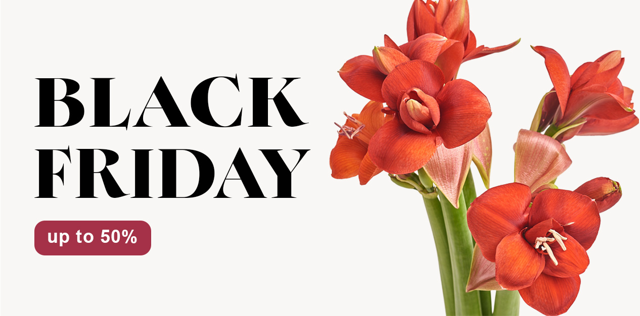 Promotional offers today